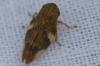Aphrophora alni